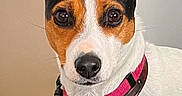 Popy a rejoint le concours — aidez-le/la à gagner de superbes lots ! dog, pet, portrait, close_up, jack_russell, white_and_brown, black_and_tan, floppy_ears, brown_eyes, collar, tag, charm, indoor, grass, carpet, wall, sitting, alert, cute, animal
