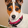 alert, animal, black_and_tan, brown_eyes, carpet, charm, close_up, collar, cute, dog, floppy_ears, grass, indoor, jack_russell, pet, portrait, sitting, tag, wall, white_and_brown