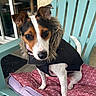 Popy a rejoint le concours — aidez-le/la à gagner de superbes lots ! dog, pet, animal, portrait, sitting, black_coat, fur_collar, brown, white, tri_color, floppy_ears, large_eyes, nose, outdoor, chair, cushion, patio, window, wall, closeup