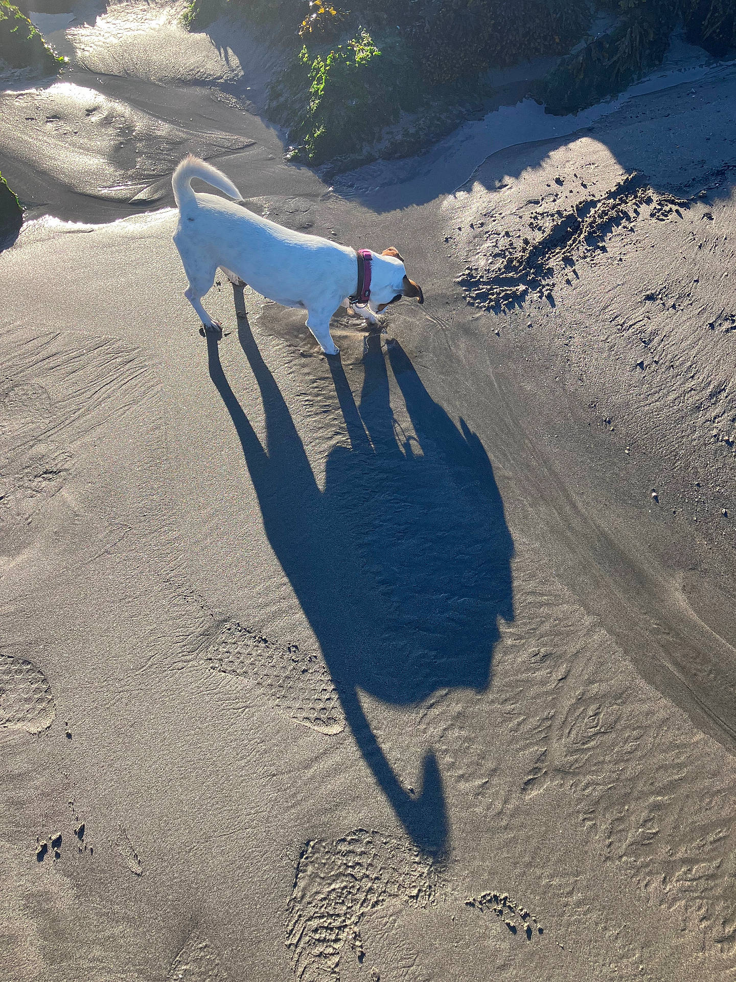 animal, beach, coast, collar, curled_tail, dog, long_shadow, nature, outdoor, pet, photography, sand, seaside, shadow, shoreline, standing, sunlight, sunny, walking, white_dog
