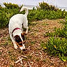 brown markings, coast, collar, daylight, dog, exploring, ground, nature, ocean, outdoor, pink_collar, plants, puppy, seaside, shoreline, sniffing, succulents, vegetation, waves, white_dog
