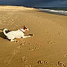 beach, brown_patches, coastline, collar, dog, footprints, golden_hour, landscape, ocean, outdoor, pawprints, pet, playing, running, sand, shoreline, storm_clouds, sunlight, waves, white_fur