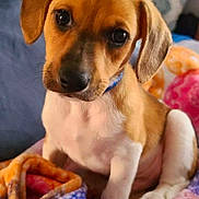 Rocky is registered to the contest to win money with this photo: animal, bedroom, blanket, brown, collar, comfort, cozy, cute, dog, domestic, ears, fur, indoor, paw, pet, puppy, snout, toy, white, young