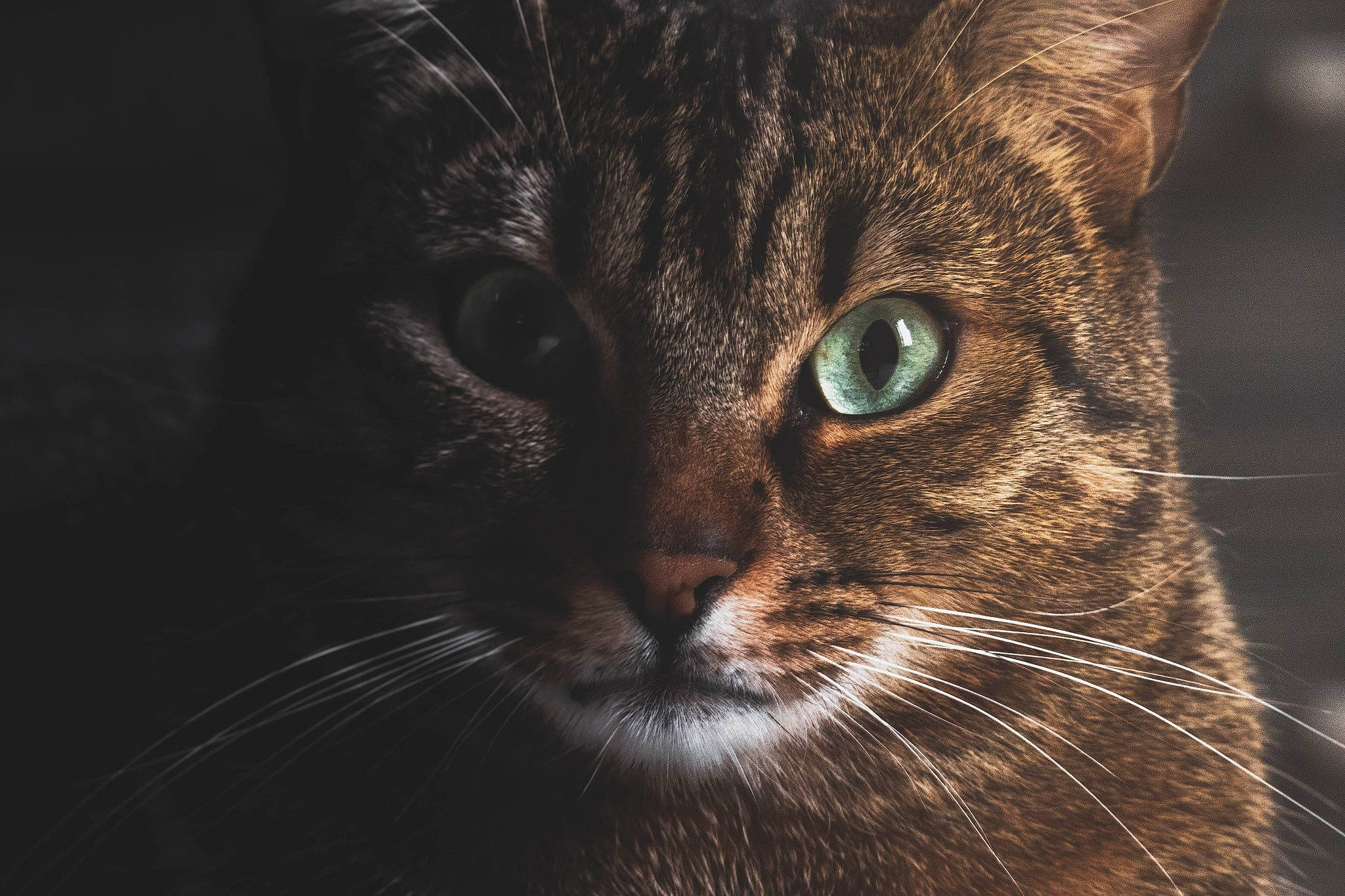 Auguste participe au concours pour gagner de l'argent avec cette photo : carnivore, cat, close_up, darkness, domestic_short_haired_cat, eye, felidae, fur, grass, head, human_body, macro_photography, monochrome_photography, small_to_medium_sized_cats, snout, terrestrial_animal, tree, whiskers, wildlife, wood