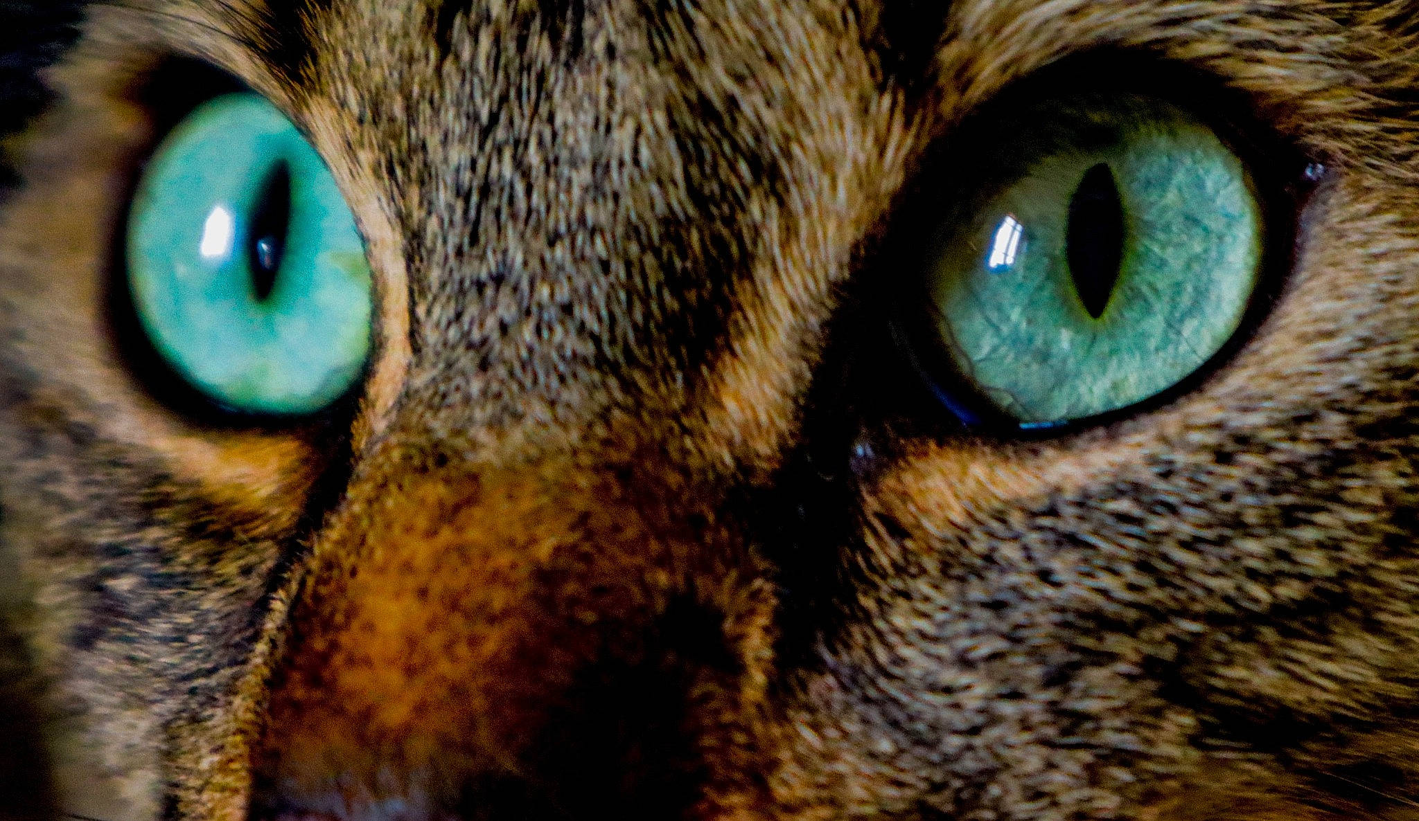 Auguste a rejoint le concours — aidez-le/la à gagner de superbes lots ! carnivore, cat, domestic_short_haired_cat, felidae, fur, macro_photography, nature, photograph, photography, small_to_medium_sized_cats, snout, terrestrial_animal, vertebrate, whiskers, wildlife