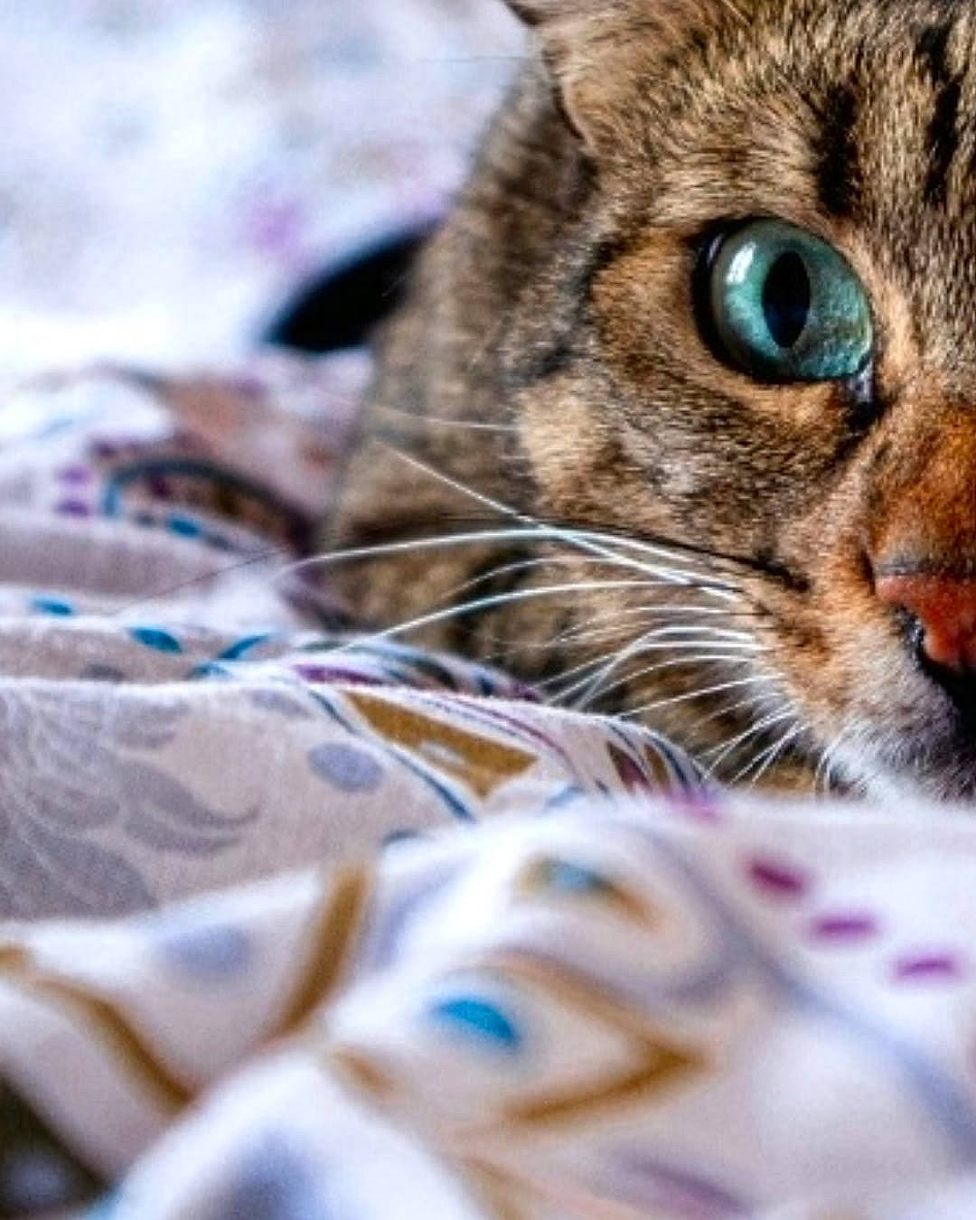 Auguste a rejoint le concours — aidez-le/la à gagner de superbes lots ! carnivore, cat, claw, close_up, domestic_short_haired_cat, eye, felidae, fur, grass, hair, head, human_body, pattern, photography, small_to_medium_sized_cats, snout, terrestrial_animal, tree, whiskers, wildlife