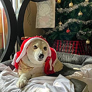 Chitara is registered to the contest to win money with this photo: animal, blanket, christmas_hat, christmas_tree, cozy, cute, decorations, dog, festive, holiday, indoor, light, ornaments, pet_bed, red, relaxed, tinsel, white, window, winter