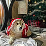 animal, blanket, christmas_hat, christmas_tree, cozy, cute, decorations, dog, festive, holiday, indoor, light, ornaments, pet_bed, red, relaxed, tinsel, white, window, winter