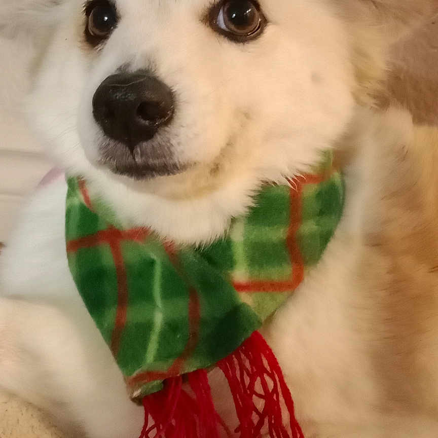 Chitara is registered to the contest to win money with this photo: accessories, animal, bandana, blanket, canine, clothing, cockerspaniel, dog, eskimodog, headband, homedecor, hound, husky, linen, papillon, pet, puppy, scarf, terrier, whitedog