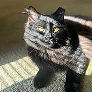 Fat Man is registered to the contest to win money with this photo: cat, black_cat, pet, animal, feline, indoor, sunlight, carpet, fur, whiskers, yellow_eyes, relaxed, resting, close_up, portrait, shadow, soft_light, domestic_animal, cute, cozy