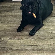 Buddy joined the competition — help win amazing prizes! animal, black_dog, blanket, canine, chew_stick, companion, cozy, curious, cute, dog, domestic_animal, floor, indoor, lying_down, pet, pet_bed, pug, resting, toy, wooden_floor