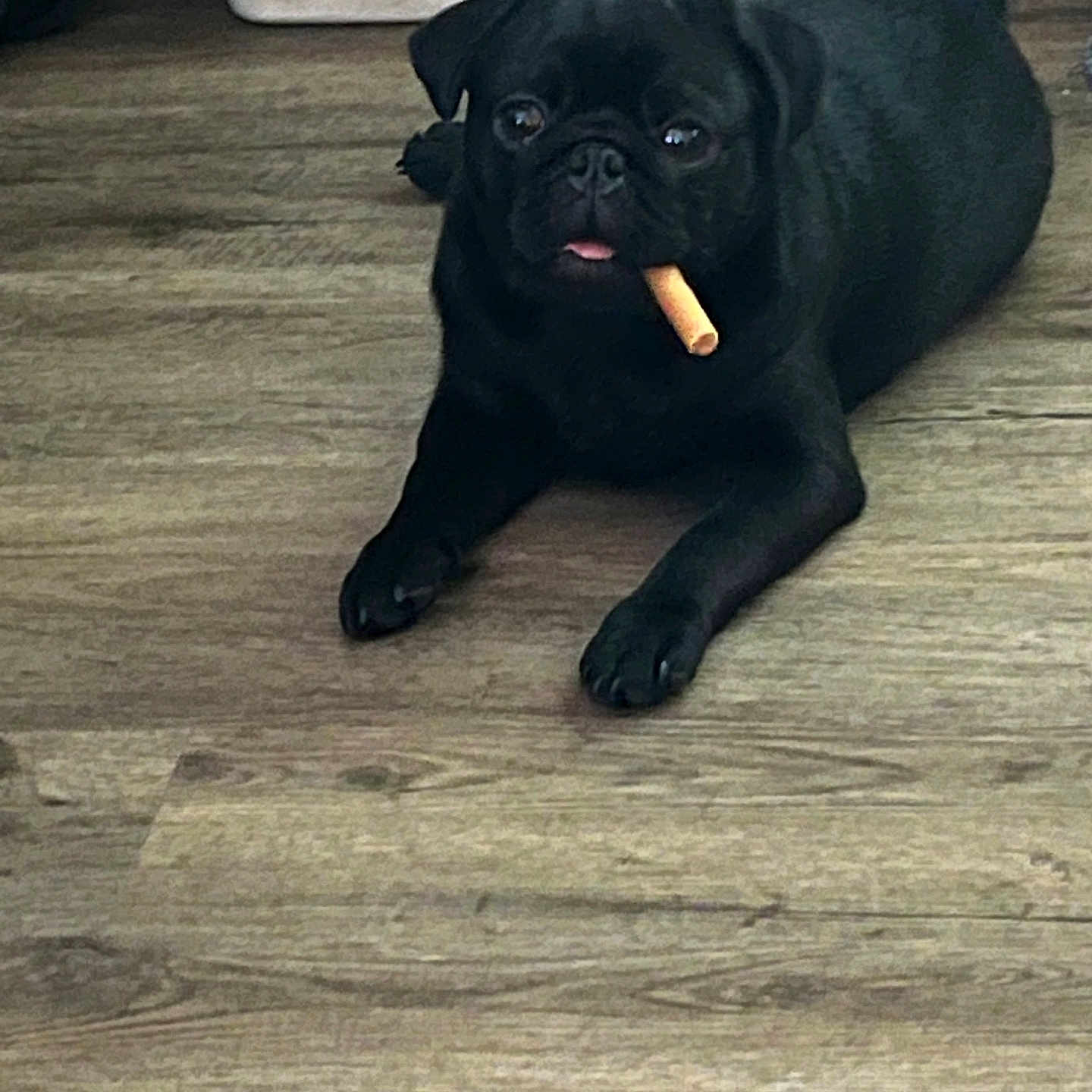 Buddy joined the competition — help win amazing prizes! animal, black_dog, blanket, canine, chew_stick, companion, cozy, curious, cute, dog, domestic_animal, floor, indoor, lying_down, pet, pet_bed, pug, resting, toy, wooden_floor