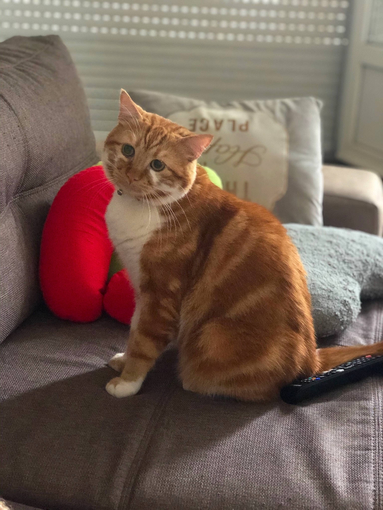 Nougat a rejoint le concours — aidez-le/la à gagner de superbes lots ! american_shorthair, american_wirehair, asian, carnivore, cat, domestic_short_haired_cat, european_shorthair, fawn, felidae, fur, kitten, mammal, paw, sitting, small_to_medium_sized_cats, tabby_cat, vertebrate, whiskers