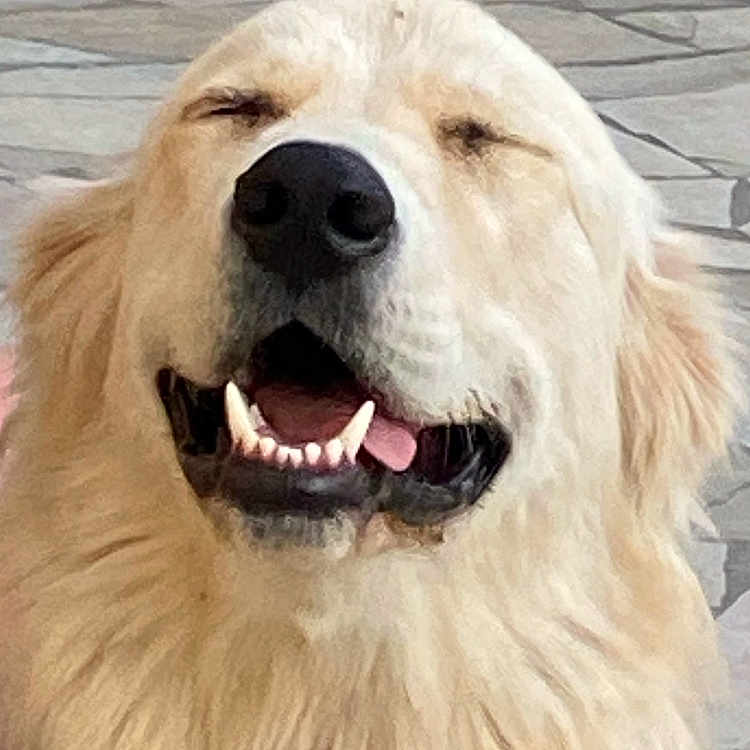 Roméo participe au concours pour gagner de l'argent avec cette photo : animal, canine, close_up, content, dog, ears, face, fluffy, friendly, fur, golden_retriever, happy, joy, muzzle, outdoor, pet, portrait, smiling, teeth, tongue