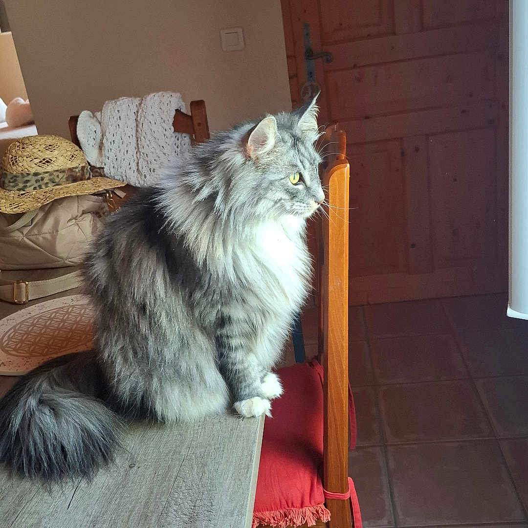 Perle participe au concours pour gagner de l'argent avec cette photo : cat, chair, domestic_cat, domestic_interior, feline, floor_tiles, fluffy_cat, gray_cat, hat, indoor, knitted_blanket, looking_out_window, pet, red_cushion, side_view, table, window_light, wooden_chair, wooden_table, yellow_eyes