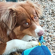 Vedette participe au concours pour gagner de l'argent avec cette photo : animal, blue, brown, closeup, cute, dog, ears, fur, ground, looking, nose, outdoor, paw, pebbles, pet, playful, resting, texture, toy, white