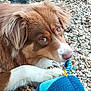 animal, blue, brown, closeup, cute, dog, ears, fur, ground, looking, nose, outdoor, paw, pebbles, pet, playful, resting, texture, toy, white