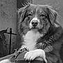 dog, pet, animal, portrait, black_and_white, fur, paw, close_up, canine, mammal, outdoor, texture, face, expression, calm, resting, companion, domestic_animal, whiskers, snout