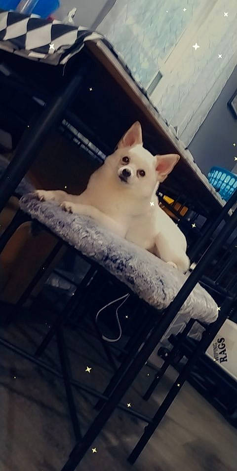 Simba joined the competition — help win amazing prizes! canidae, carnivore, cloud, companion_dog, dog, dog_breed, fawn, felidae, metal, samoyed, sky, small_to_medium_sized_cats, snout, snow, spitz, tail, tire, toy_dog, whiskers, wood