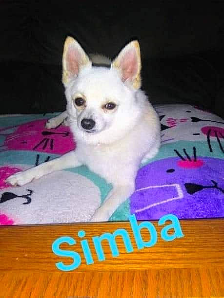 Simba joined the competition — help win amazing prizes! canidae, carnivore, companion_dog, dog, dog_breed, dog_supply, fawn, flooring, font, fur, hardwood, magenta, mammal, pet_supply, photo_caption, snout, toy_dog, vertebrate, whiskers, wood