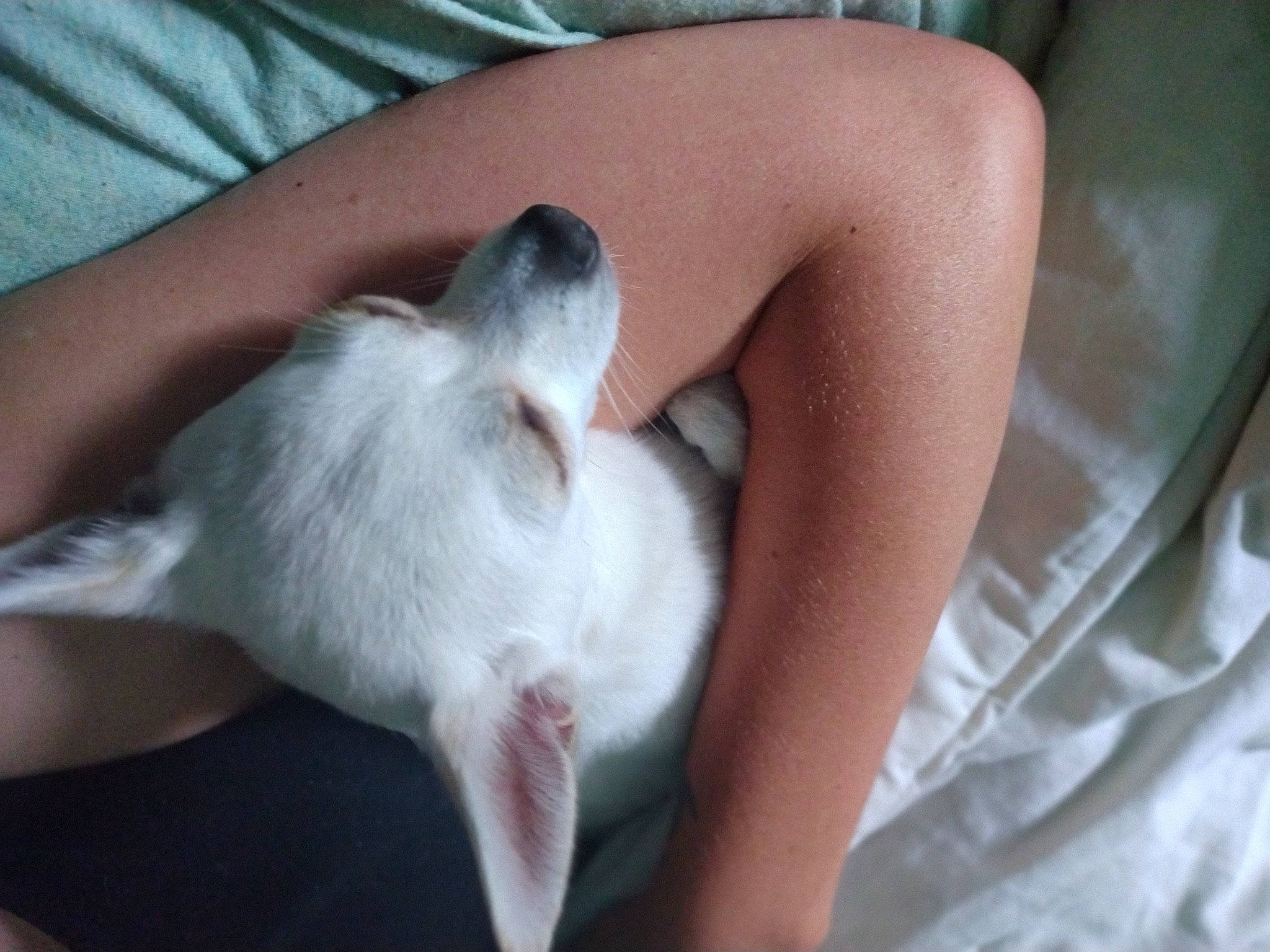 Keyara is registered to the contest to win money with this photo: canidae, carnivore, comfort, companion_dog, dog_breed, elbow, fawn, felidae, fur, gesture, human_leg, mammal, nap, paw, small_to_medium_sized_cats, snout, sporting_group, tail, toy_dog, whiskers