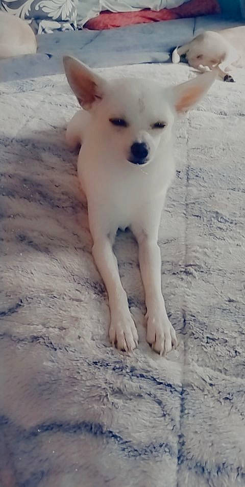 Keyara joined the competition — help win amazing prizes! canidae, carnivore, companion_dog, corgi_chihuahua, dog, dog_breed, fawn, fur, non_sporting_group, puppy, snout, sporting_group, terrestrial_animal, toy_dog, working_animal