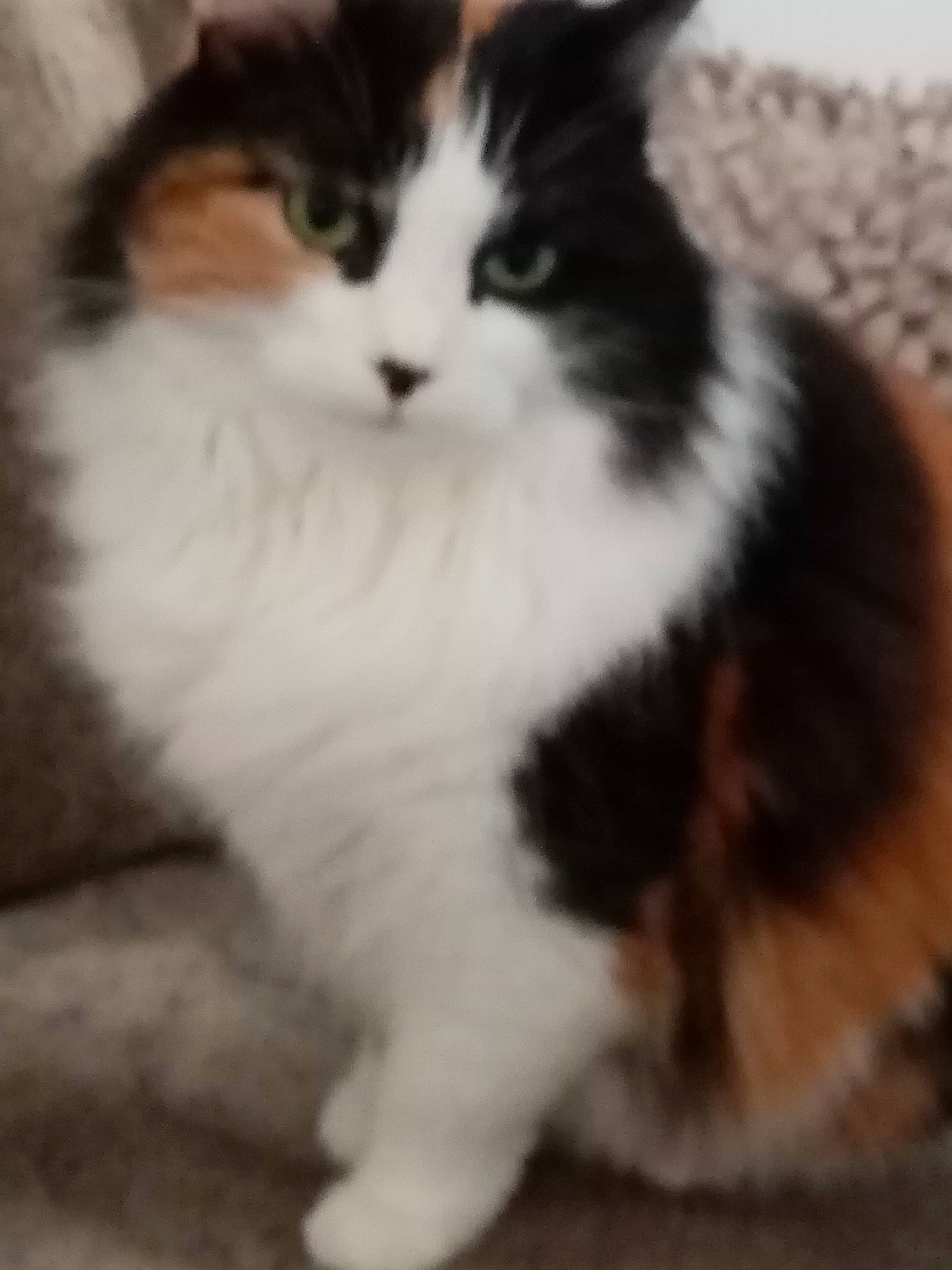 Saona a rejoint le concours — aidez-le/la à gagner de superbes lots ! carnivore, cat, claw, comfort, domestic_short_haired_cat, eye, felidae, flooring, foot, fur, hardwood, human_leg, paw, sitting, small_to_medium_sized_cats, snout, tail, terrestrial_animal, whiskers, wood