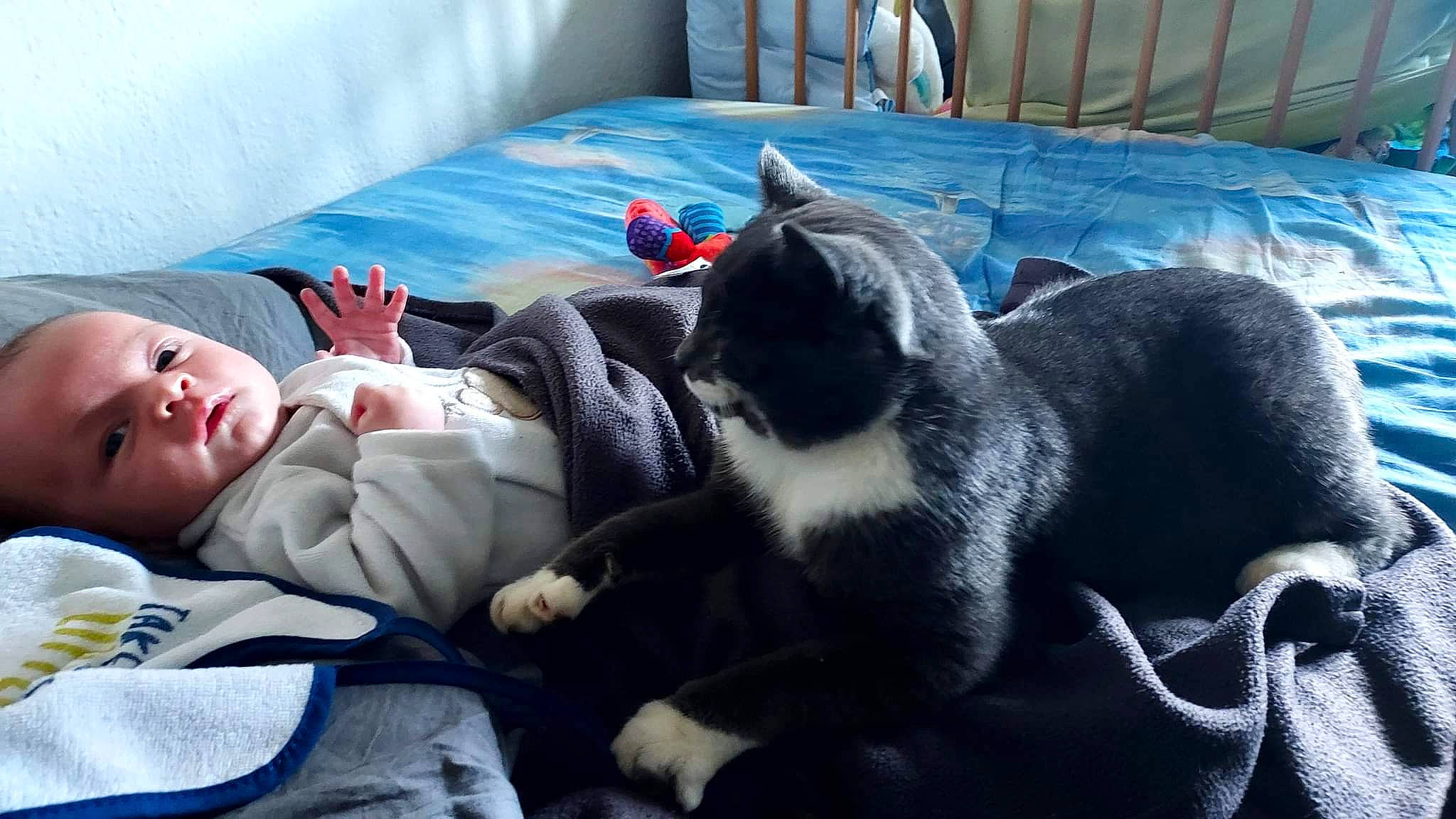 Zack a rejoint le concours — aidez-le/la à gagner de superbes lots ! blue, canidae, carnivore, cat, comfort, companion_dog, dog_breed, domestic_short_haired_cat, felidae, fur, lap, linens, nap, person, room, sitting, sleep, small_to_medium_sized_cats, toddler, tree