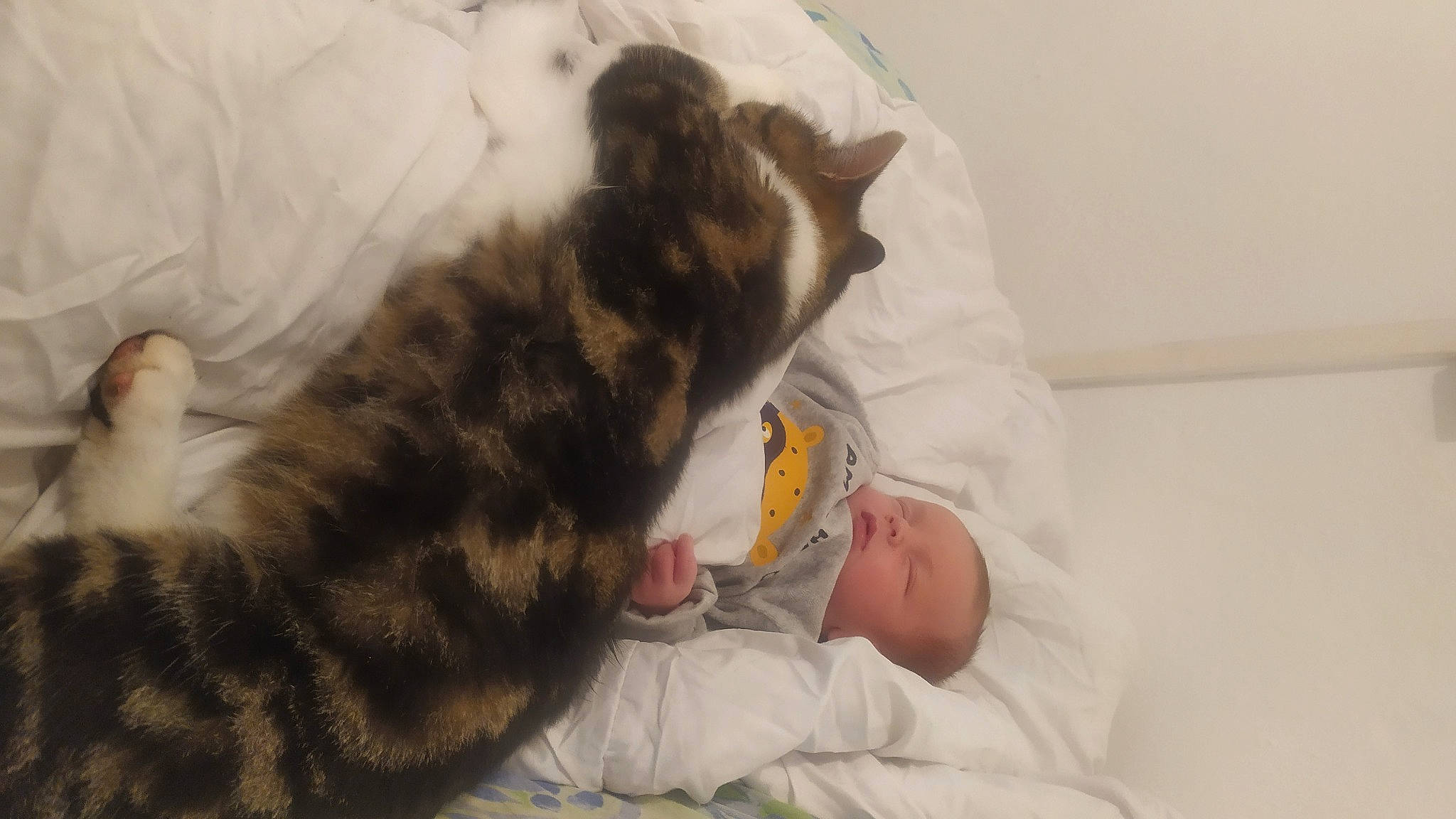 Zack a rejoint le concours — aidez-le/la à gagner de superbes lots ! baby, bed, bedtime, carnivore, cat, comfort, companion_dog, domestic_short_haired_cat, ear, felidae, fur, gesture, linens, nap, paw, person, room, small_to_medium_sized_cats, tail, toddler