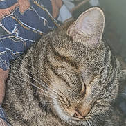 Yuna participe au concours pour gagner de l'argent avec cette photo : cat, tabby, sleeping, close_up, whiskers, fur, pet, animal, domestic, cozy, resting, cute, peaceful, indoor, feline, soft_light, patterned_fabric, texture, ears, nostrils