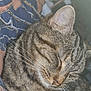 cat, tabby, sleeping, close_up, whiskers, fur, pet, animal, domestic, cozy, resting, cute, peaceful, indoor, feline, soft_light, patterned_fabric, texture, ears, nostrils