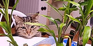 Yuna a rejoint le concours — aidez-le/la à gagner de superbes lots ! cat, tabby, bamboo, plant, table, snack, indoor, curious, green, leaf, pet, feline, food, package, wood, chair, home, background, focus, animal