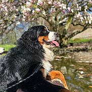 Valen participe au concours pour gagner de l'argent avec cette photo : bernese_mountain_dog, dog, outdoor, pond, water, flowering_tree, spring, sunlight, tongue_out, relaxed, grass, brick_wall, nature, pet, canine, leash, fur, animal, park, daytime