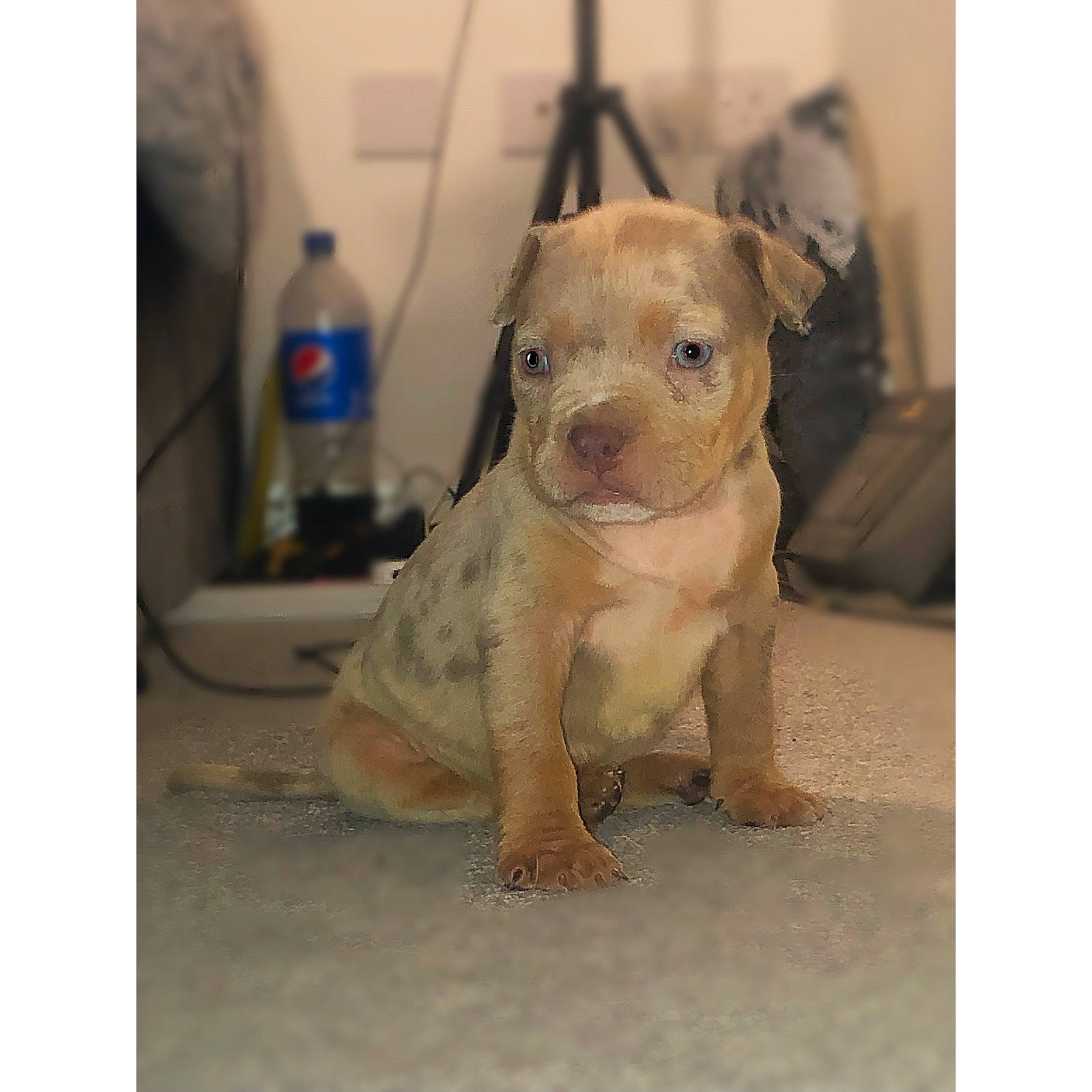 Baba is registered to the contest to win money with this photo: bottle, canidae, carnivore, companion_dog, dog, dog_breed, fawn, flooring, fur, liver, pet_supply, sculpture, snout, sporting_group, tail, terrestrial_animal, toy, toy_dog, whiskers, working_animal