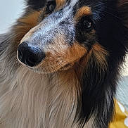 Vasco participe au concours pour gagner de l'argent avec cette photo : dog, pet, close_up, indoor, fur, tricolor, curious, portrait, animal, canine, ears, eyes, nose, bed, blanket, yellow, white, soft_light, house, cozy