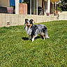 dog, grass, yard, house, sunny, outdoor, pet, canine, fur, greenery, daylight, window, plant, potted_plant, building, architecture, collie, tricolor, animal, nature