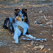 Vasco a rejoint le concours — aidez-le/la à gagner de superbes lots ! dog, tricolor_dog, fluffy, long_hair, sitting, outdoors, forest, trees, rocky_ground, dirt_path, stick, pet, animal, canine, collie, sheltie, seaside, bay, sunlight, scenic_view