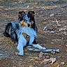 dog, tricolor_dog, fluffy, long_hair, sitting, outdoors, forest, trees, rocky_ground, dirt_path, stick, pet, animal, canine, collie, sheltie, seaside, bay, sunlight, scenic_view