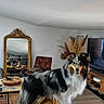 alert, animal, brown_furniture, couch, cozy, decor, dog, fur, furniture, home, indoor, living_room, mirror, natural_light, pampas_grass, pet, reflection, standing, television, wooden_floor