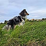Vasco a rejoint le concours — aidez-le/la à gagner de superbes lots ! dog, grass, outdoor, nature, sky, cloudy, hill, rock, fur, pet, animal, standing, landscape, field, canine, profile, greenery, rural, scenic, daytime