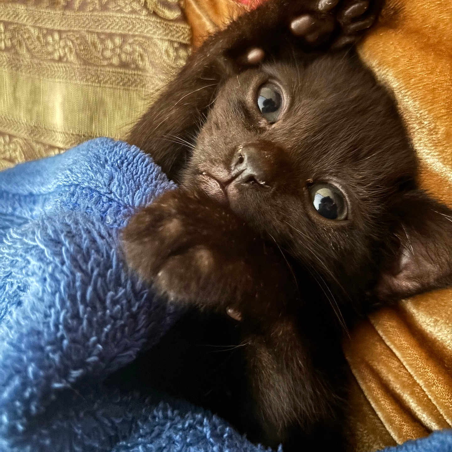 Mewo is registered to the contest to win money with this photo: animal, black_cat, blanket, blue_blanket, closeup, comfort, cozy, cute, eyes, feline, fur, indoor, kitten, paw, pet, playful, resting, soft, texture, young