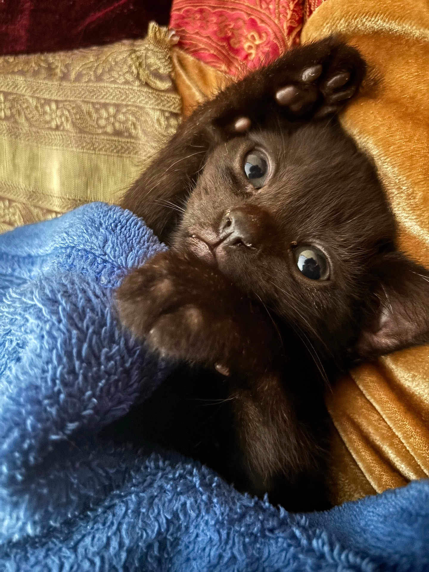 Mewo is registered to the contest to win money with this photo: kitten, black_cat, blue_blanket, paw, eyes, fur, cute, pet, animal, cozy, texture, closeup, indoor, resting, soft, blanket, playful, young, feline, comfort