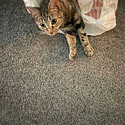 Pebbles joined the competition — help win amazing prizes! animal, carpet, cat, close_up, curious, cute, domestic, eyes, fur, household, indoor, lying_down, mischievous, paws, pet, plastic_bag, playful, tabby, texture, whiskers