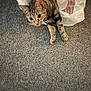 animal, carpet, cat, close_up, curious, cute, domestic, eyes, fur, household, indoor, lying_down, mischievous, paws, pet, plastic_bag, playful, tabby, texture, whiskers