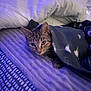 Pebbles is registered to the contest to win money with this photo: animal, bed, blanket, cat, comfort, cozy, cute, domestic, feline, fur, indoor, pet, pillow, purple_light, relaxed, resting, sleepy, soft, striped, tabby