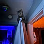animal, blue_light, cat, ceiling, claws, climbing, curiosity, curtain, curtain_hook, curtain_rod, door_frame, feline, indoor, orange_light, paw, pet, room, shadow, tabby_cat, wall