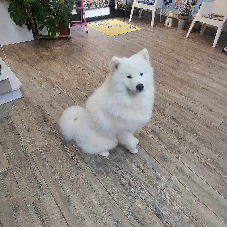 Vasko a rejoint le concours — aidez-le/la à gagner de superbes lots ! animal, canine, chair, chow, dog, eskimodog, furniture, husky, indoors, interiordesign, jar, person, pet, plant, planter, pottedplant, pottery, puppy, vase, whitedog