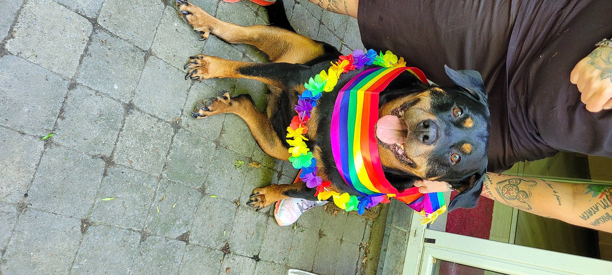 Kiara participe au concours pour gagner de l'argent avec cette photo : art, canidae, carnivore, companion_dog, dog, dog_breed, dog_clothes, dog_supply, eyewear, fashion_accessory, fawn, flooring, fur, leash, plant, road_surface, sidewalk, sporting_group, sunglasses, working_animal