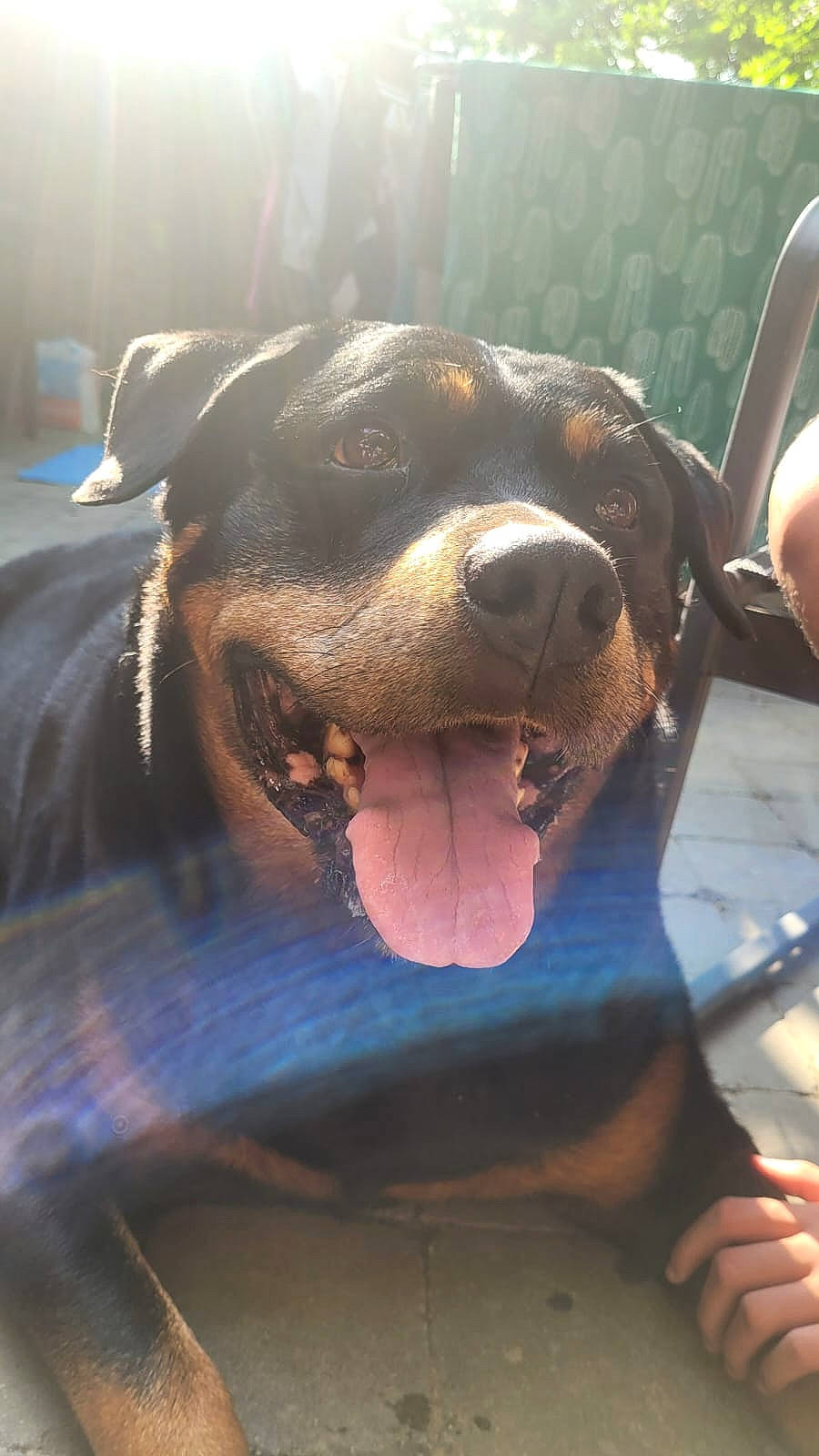 Kiara participe au concours pour gagner de l'argent avec cette photo : canidae, carnivore, collar, companion_dog, dog, dog_breed, ear, fang, fawn, fur, guard_dog, hunting_dog, jaw, liver, snout, sporting_group, terrestrial_animal, whiskers, working_animal, working_dog