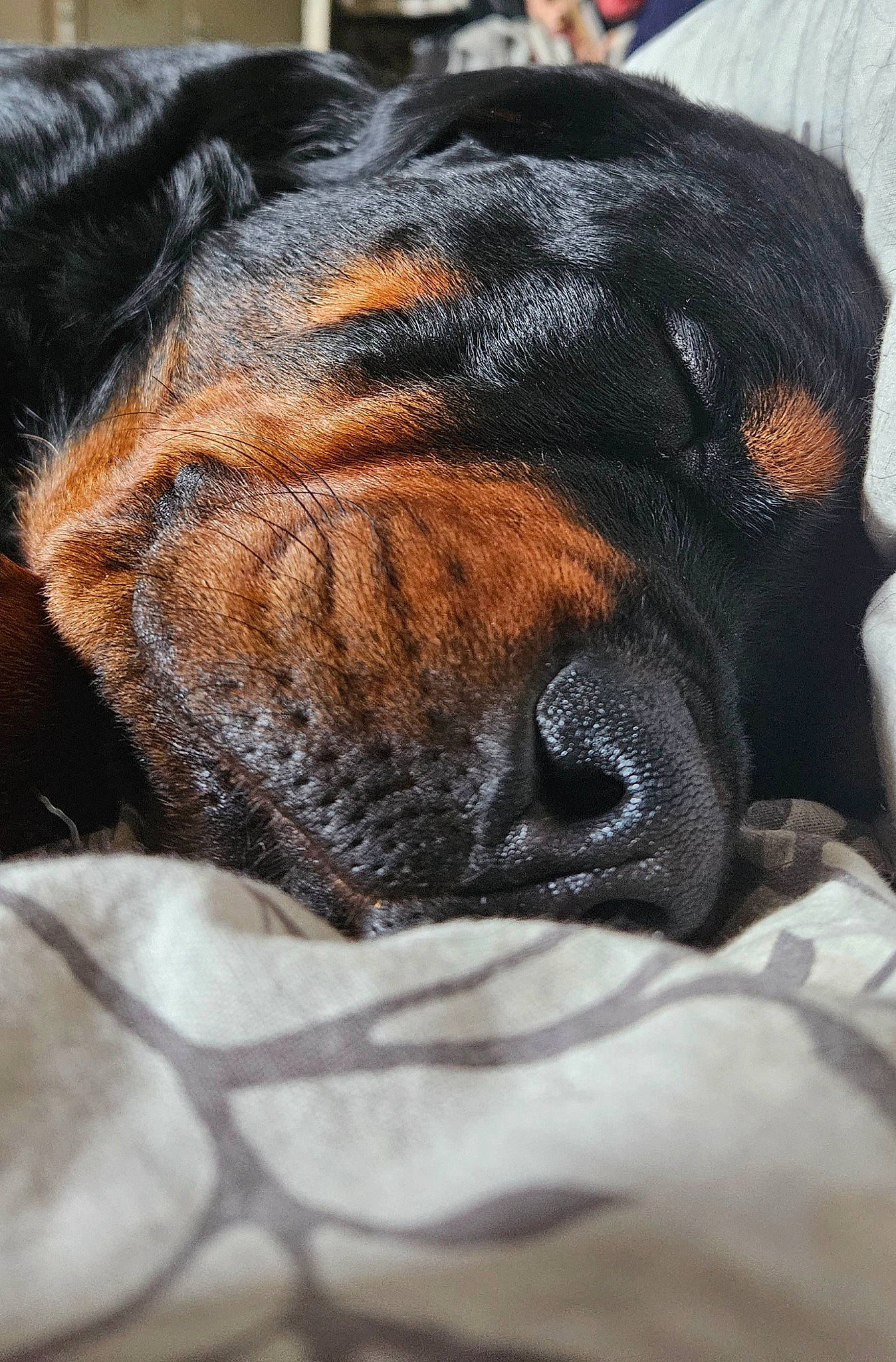 Baida participe au concours pour gagner de l'argent avec cette photo : canidae, carnivore, claw, comfort, companion_dog, dog, dog_breed, ear, fawn, fur, guard_dog, liver, paw, puppy, rottweiler, snout, sporting_group, terrestrial_animal, whiskers, working_dog